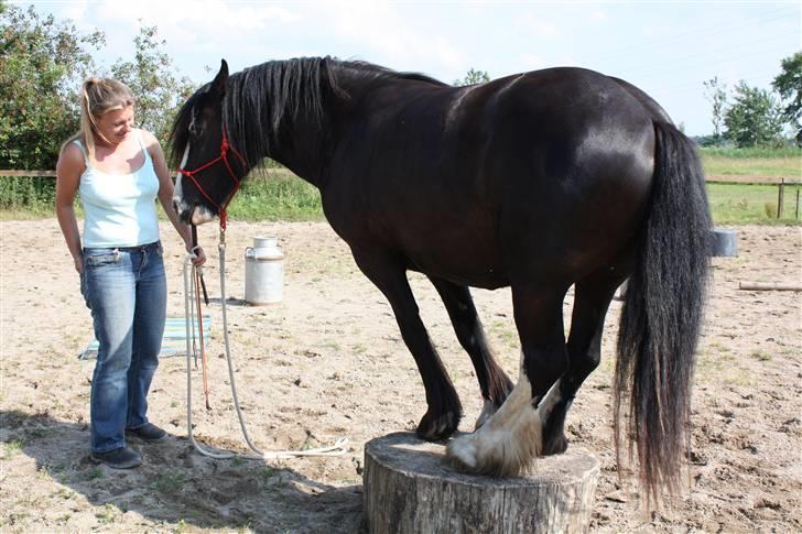 Tinker Zarmora R.i.P - Foto:Signe Bendsen - Zarmora på træstubben med alle 4 ben billede 4