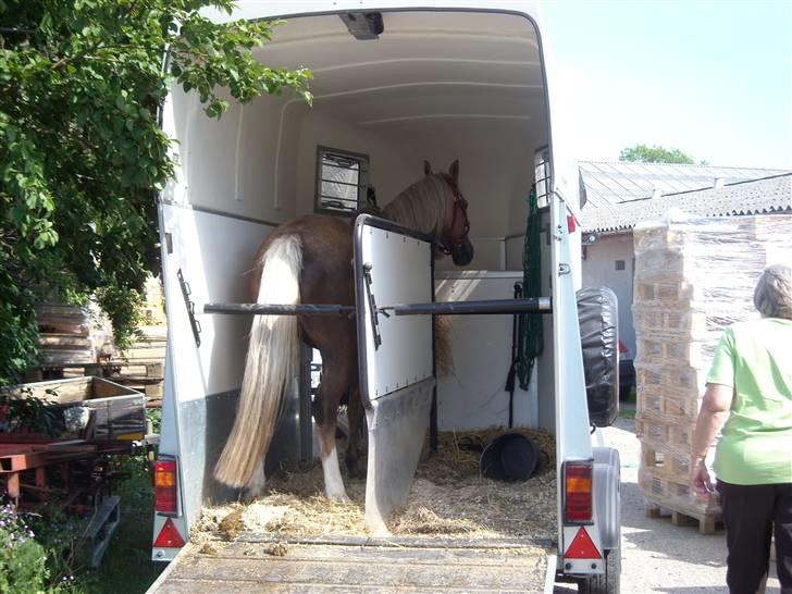 Tysk Sportspony Mühlenhofs Lambada - Senere samme dag, Sofie vidste ikke at Lambada ville komme og blive hendes efter stævnet billede 3