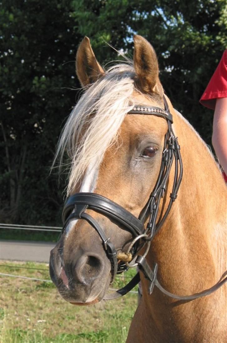 Tysk Sportspony Mühlenhofs Lambada - Smukke Lambada billede 5