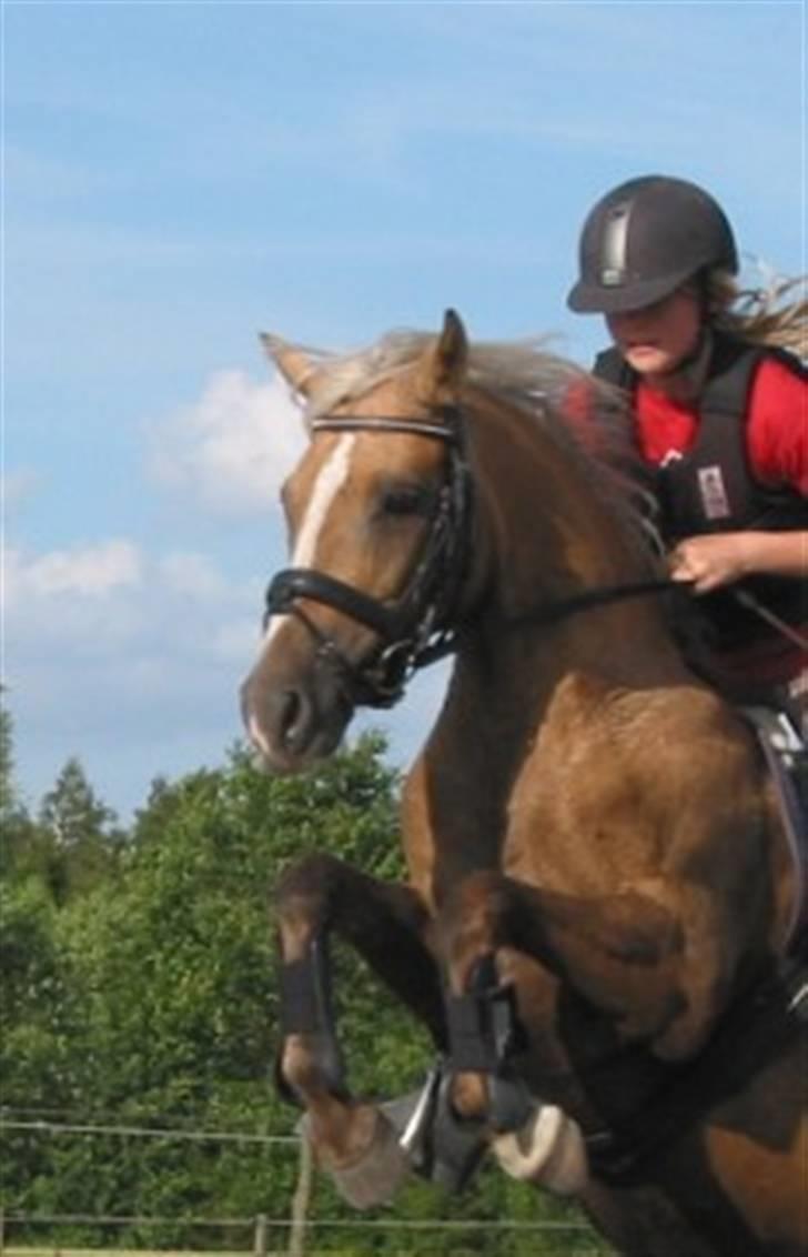 Tysk Sportspony Mühlenhofs Lambada - Mere træning billede 7