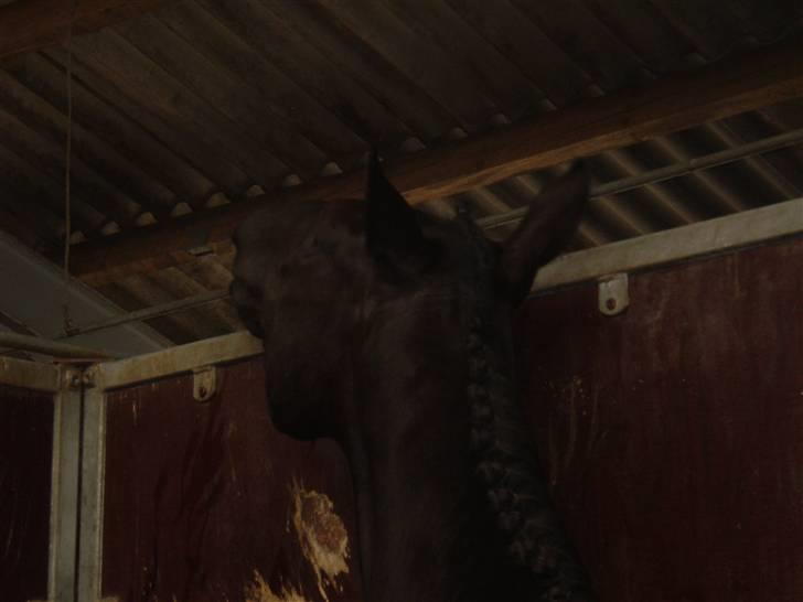 Trakehner Hedra<33 billede 10