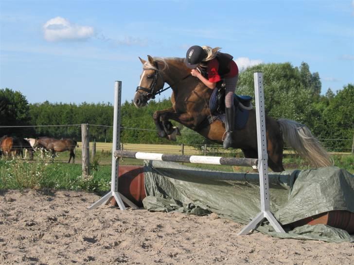 Tysk Sportspony Mühlenhofs Lambada - Spændende spring billede 9