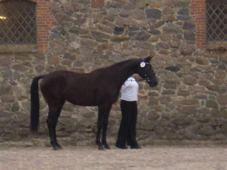 Trakehner Hedra<33 billede 11