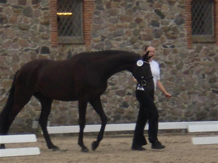 Trakehner Hedra<33 billede 12