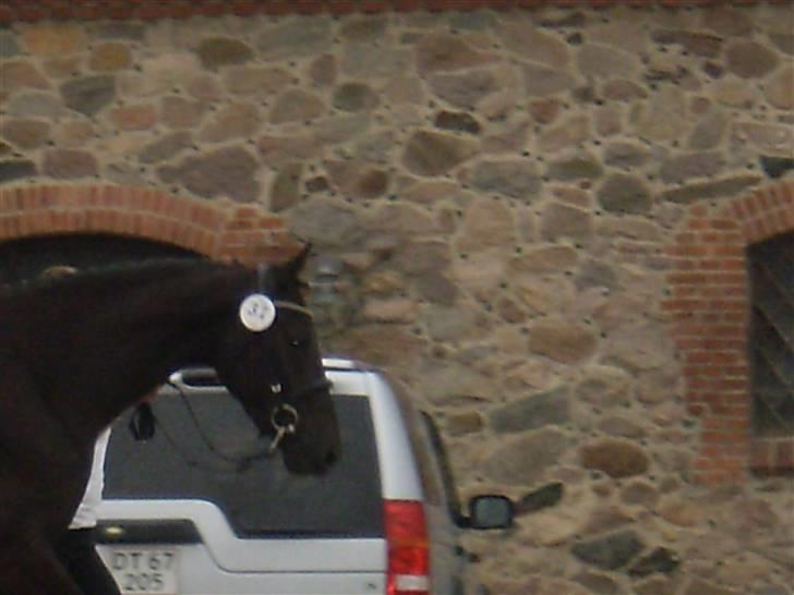 Trakehner Hedra<33 billede 13