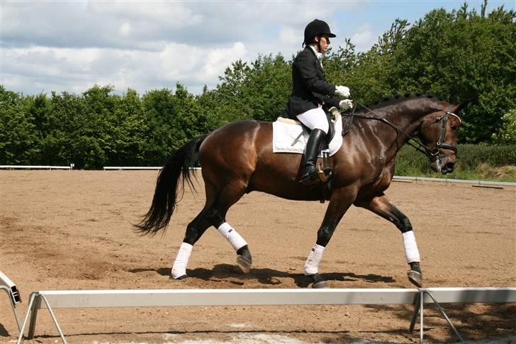 Holstener Coddy aka. Madsen billede 2