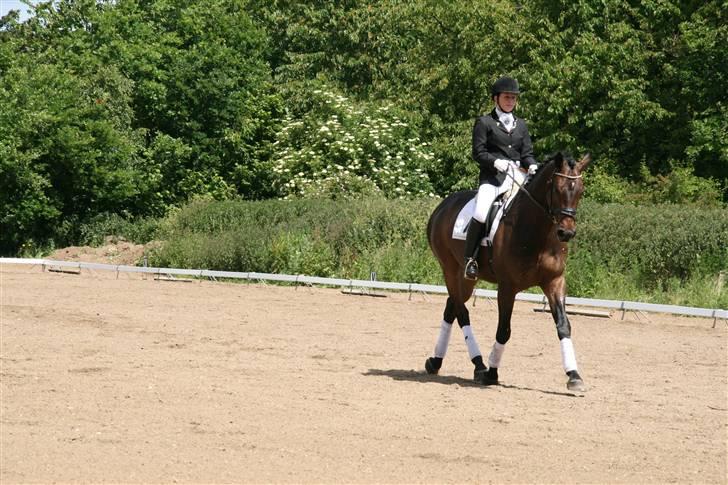 Holstener Coddy aka. Madsen billede 3