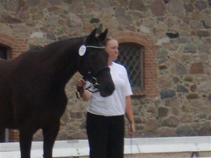 Trakehner Hedra<33 billede 14