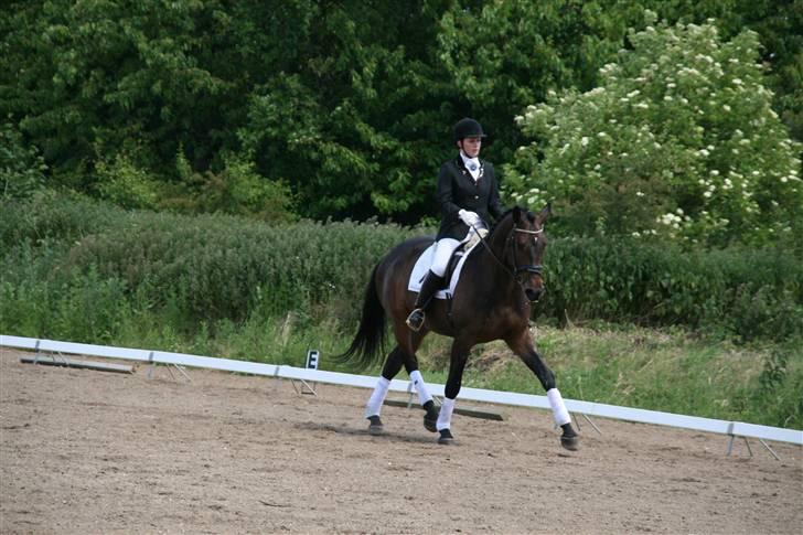 Holstener Coddy aka. Madsen - Schenkelvigning.  billede 4