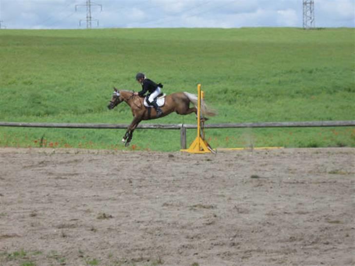 Tysk Sportspony Mühlenhofs Lambada - Omspringning i flyvende fart - o fejl billede 15