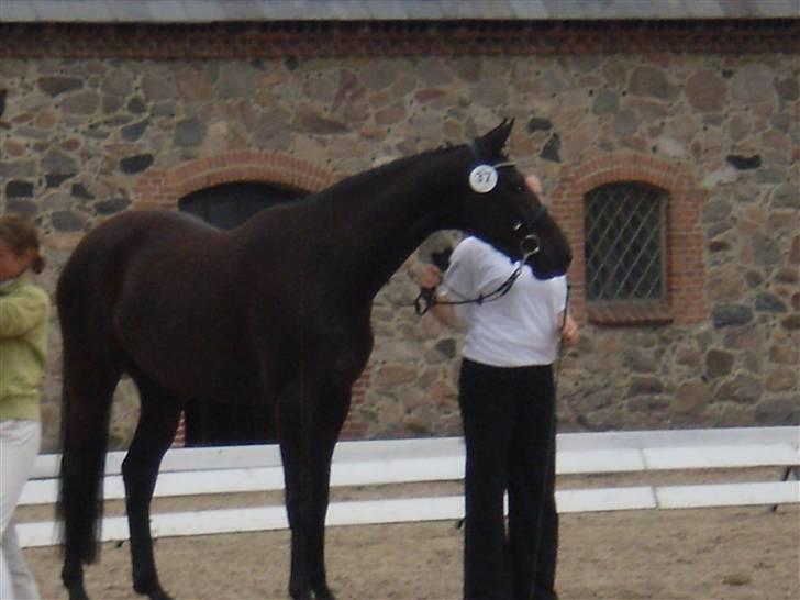 Trakehner Hedra<33 billede 15