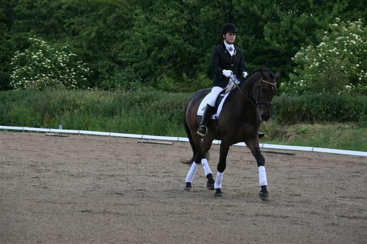 Holstener Coddy aka. Madsen billede 5