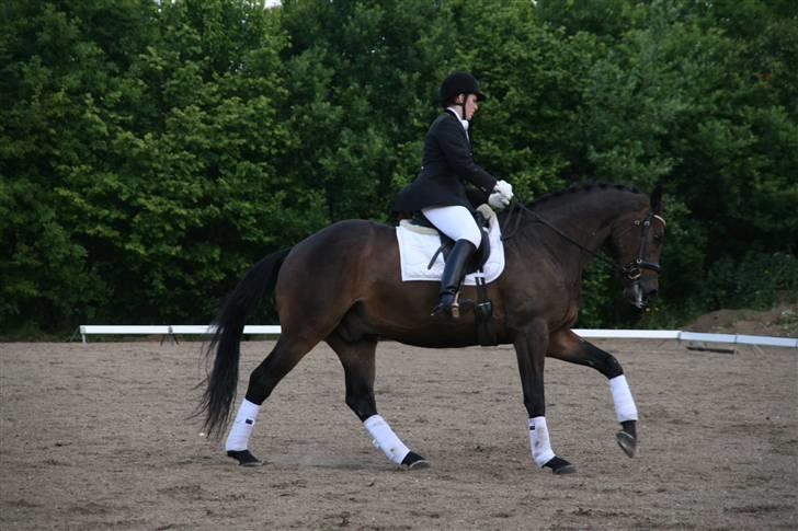 Holstener Coddy aka. Madsen billede 6