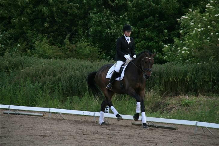 Holstener Coddy aka. Madsen - Fantastisk galop !! billede 7