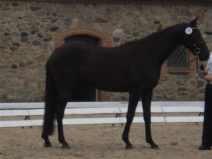 Trakehner Hedra<33 billede 16