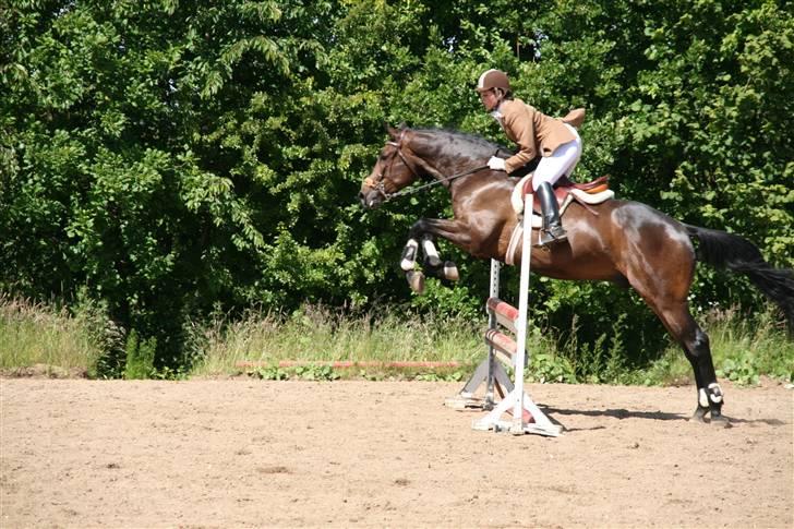 Holstener Coddy aka. Madsen billede 9