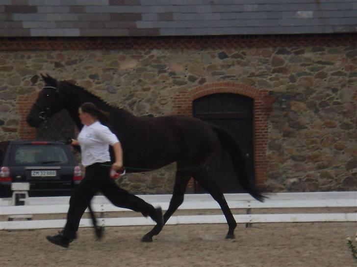 Trakehner Hedra<33 - fløjs hoppe 2009!! (vinder) billede 17