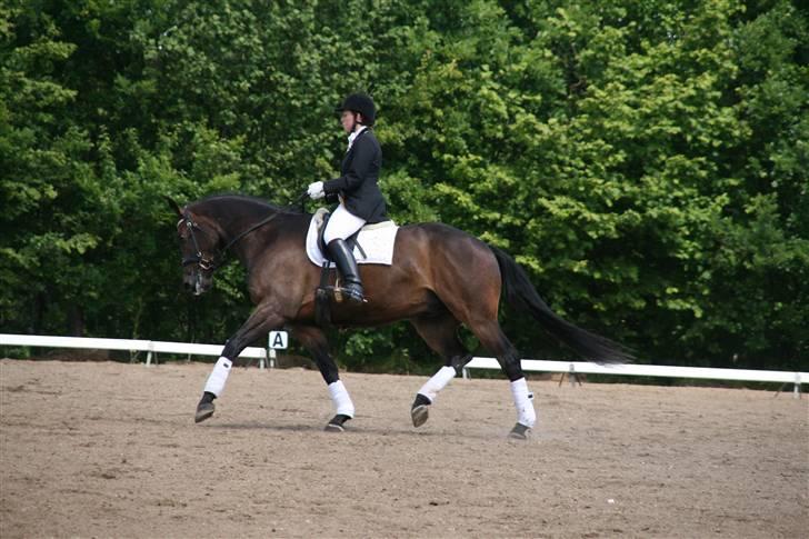 Holstener Coddy aka. Madsen billede 12