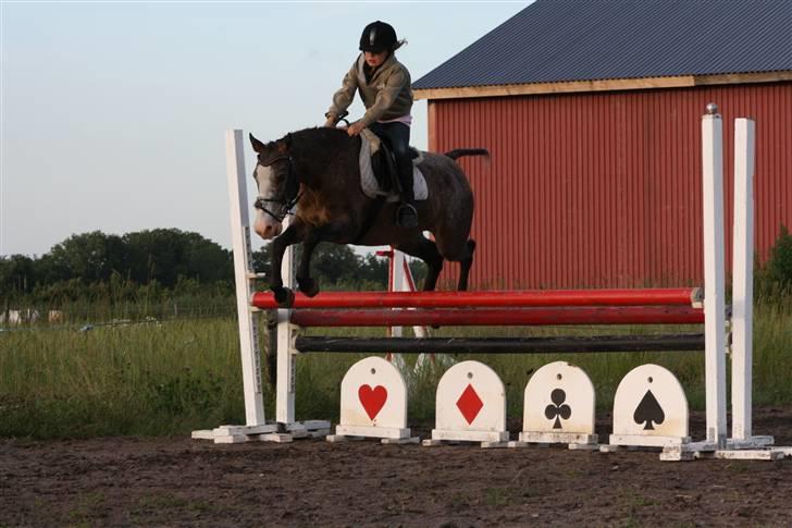 Knabstrupper Roosgårdens Frønse *redet billede 11