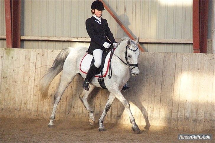 Anden særlig race Kashmir B - pony - solgt -  foto: Kristine Ulsø :D  billede 1