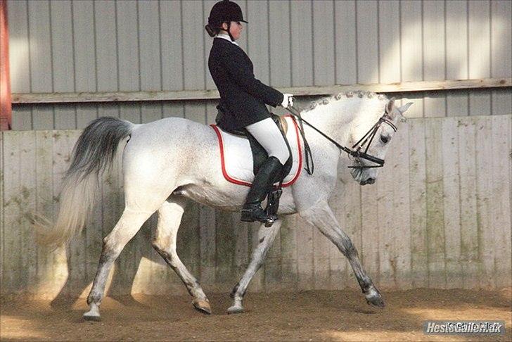 Anden særlig race Kashmir B - pony - solgt - foto: Kristine Ulsø :D  billede 3