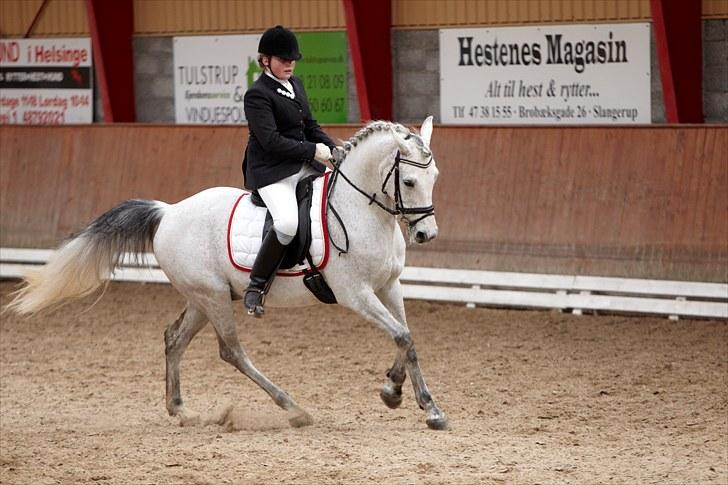 Anden særlig race Kashmir B - pony - solgt - 6)www.tellerfoto.dk billede 6