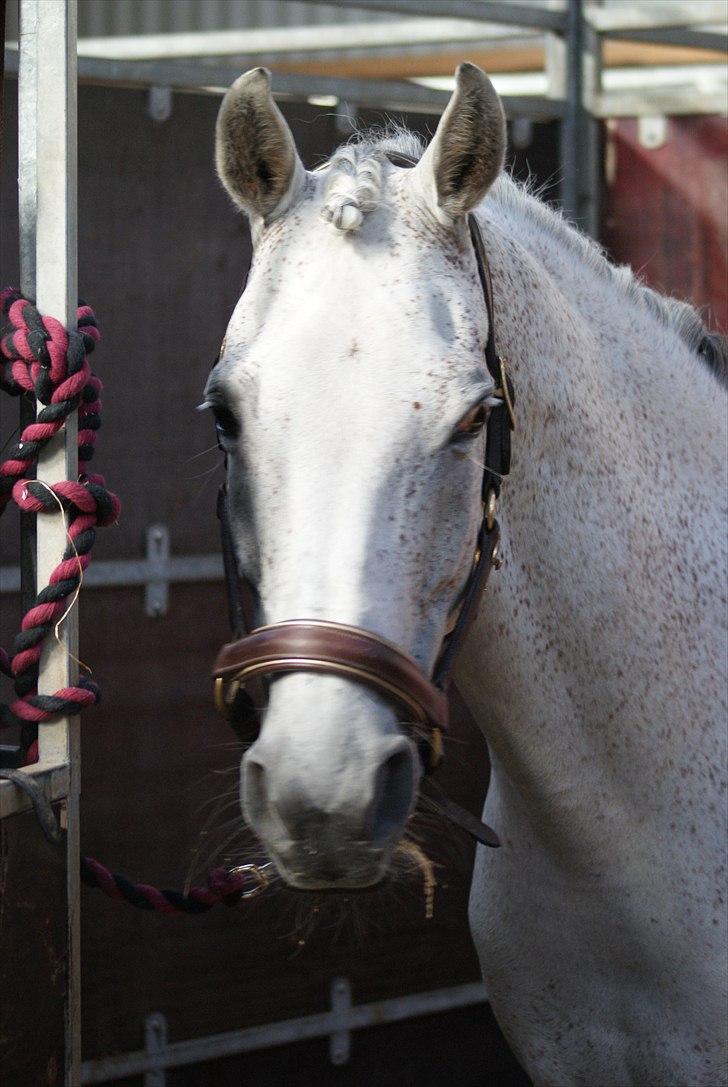 Anden særlig race Kashmir B - pony - solgt - 7) I Frederikshavn DM hold (:  billede 7