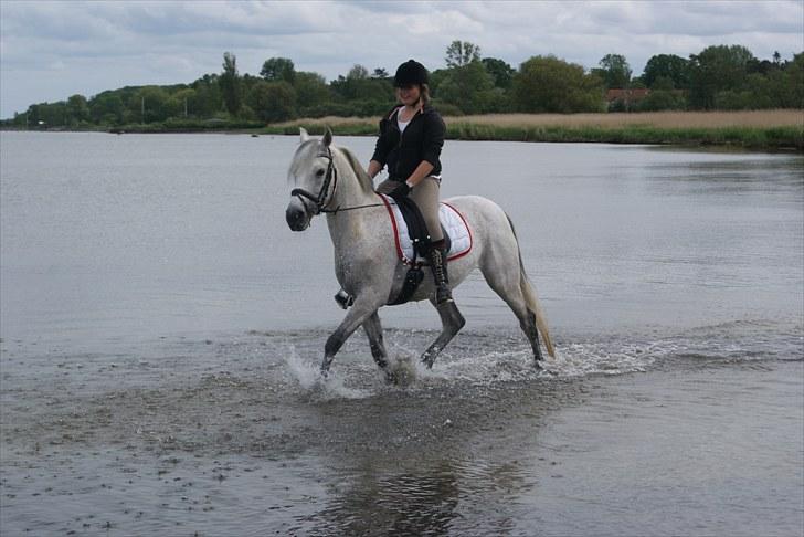 Anden særlig race Kashmir B - pony - solgt - 8)Ude og bade! :D  Juni 2010 foto: Julie billede 8