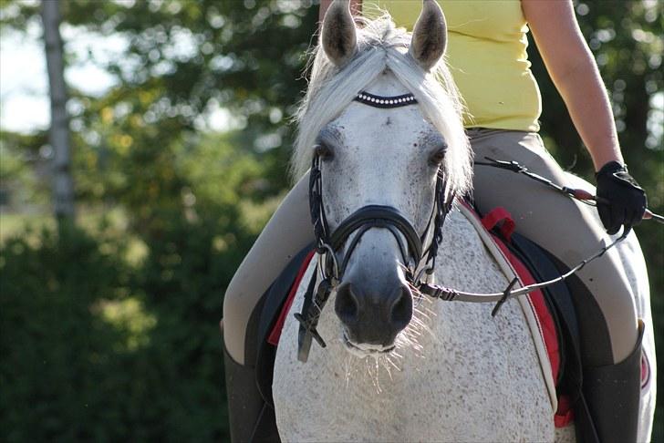 Anden særlig race Kashmir B - pony - solgt - 9)kalle! :D <3 28 juli foto: Anja mortensen billede 9
