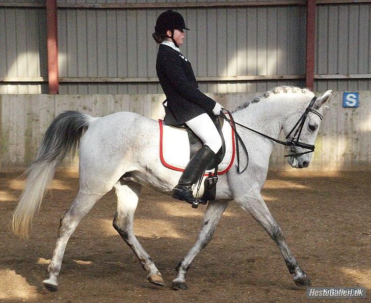Anden særlig race Kashmir B - pony - solgt - 10) Foto: Kristine Ulsø billede 10