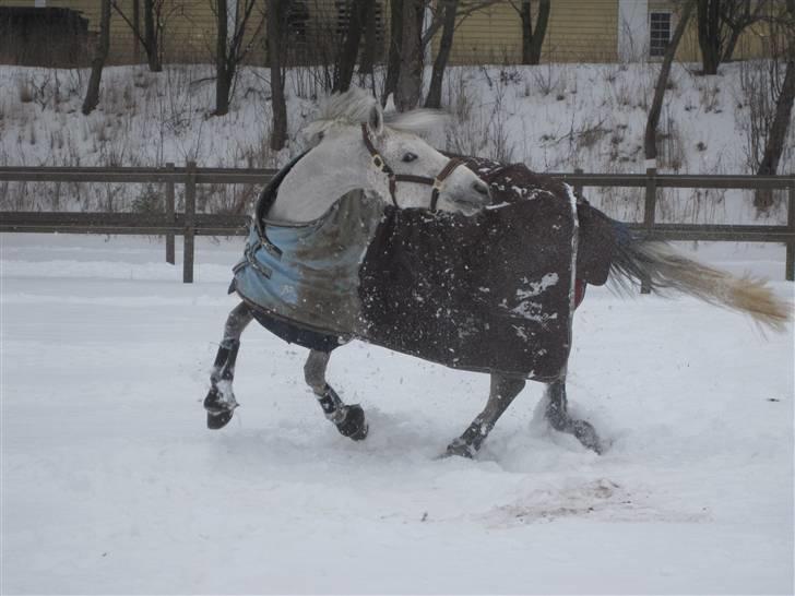 Anden særlig race Kashmir B - pony - solgt - 11)Kalle vild i sneen xD 15/2 2010 billede 11