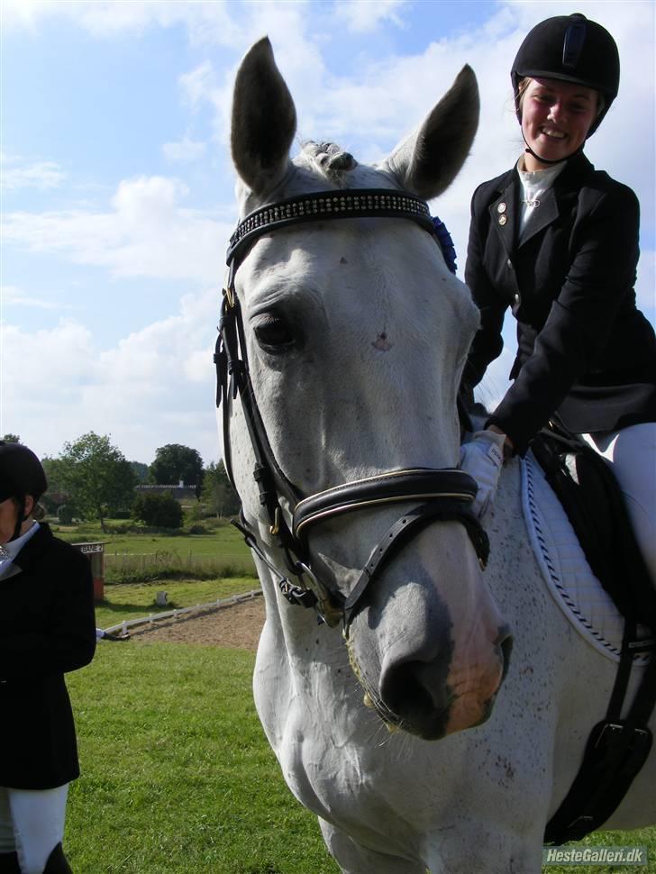 Dansk Varmblod Ronaldo billede 8