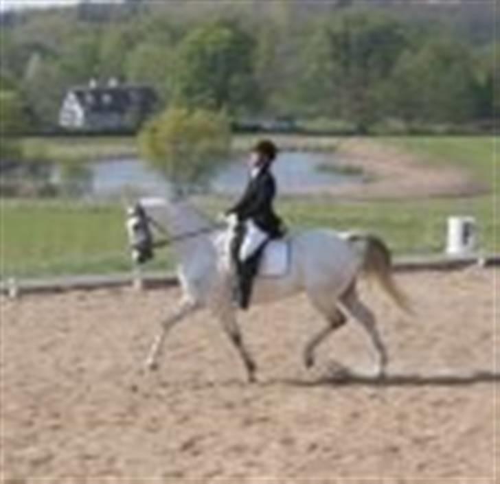 Dansk Varmblod Ronaldo - fra vores 3. stævne LA1 Simone har taget billedet :D billede 9