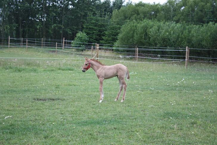 Mustang Dooley (Solgt) billede 2