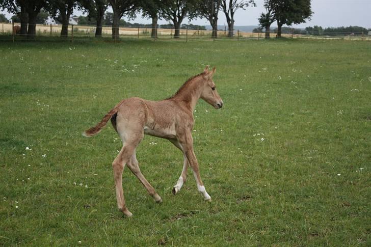 Mustang Dooley (Solgt) - En lidt våd udgave af Dooley billede 4