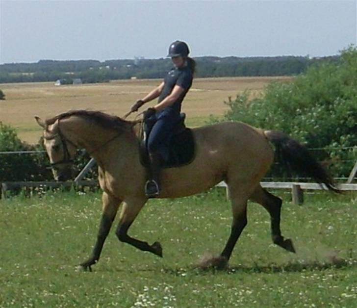 Palomino Enggaardens Anja - skønt med en ride tur :) billede 1