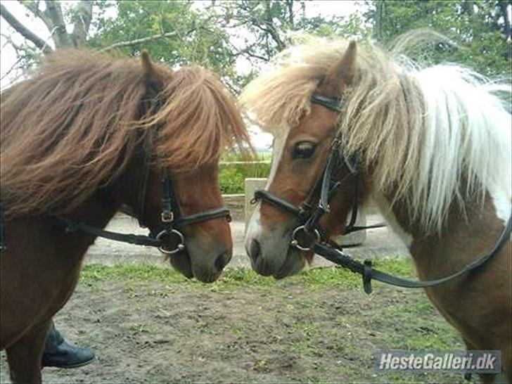 Shetlænder Chessy =]<33 - Chessy og Chequantos!!!!!!!!!!! =}<3 billede 7