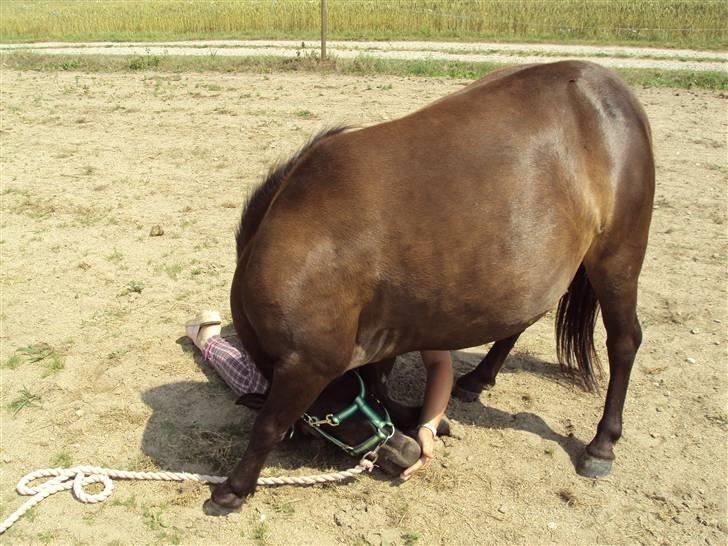 Anden særlig race Toffee R.I.P. - Hun kan neje (: Med lidt hjælp godt nok (: billede 14