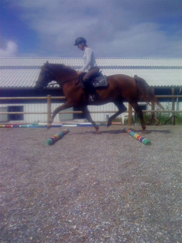 Anden særlig race Starlight - red - Foto; Jeanette <3 billede 4