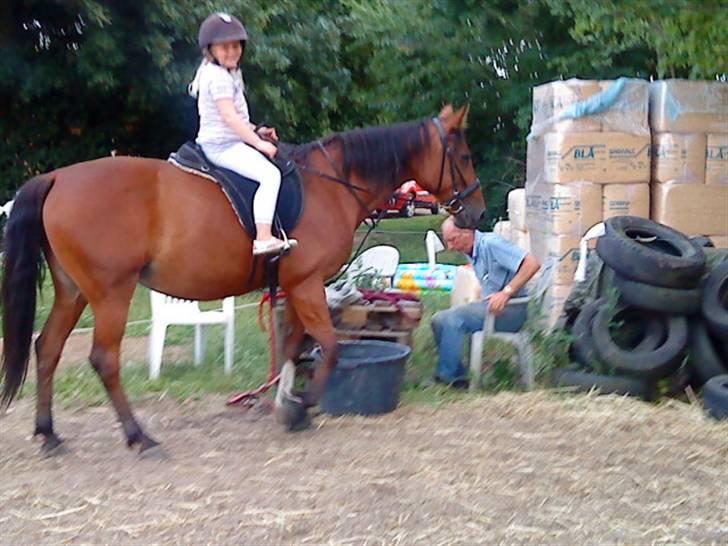 Standardbred [belle] cecilie lobell  solgt  - freja rider belle for første gang uden longe 7 år gammel  billede 12