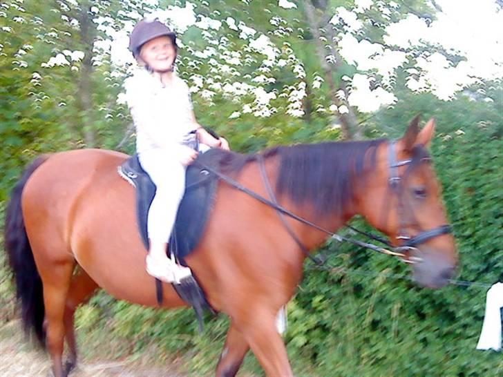 Standardbred [belle] cecilie lobell  solgt  - freja og belles første tur uden longe rigtig fint  billede 13