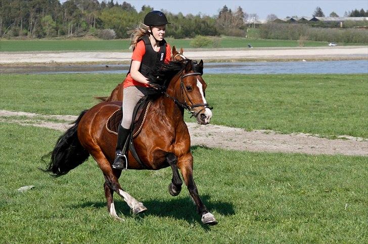 Welsh Pony af Cob-type (sec C) | MENAI LADY CAMILLA *tortillen* - SÅ SKAL DER JORDES!!  billede 12