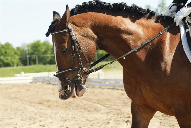 Welsh Pony af Cob-type (sec C) | MENAI LADY CAMILLA *tortillen* - Smiiiiiiil!;-). billede 13