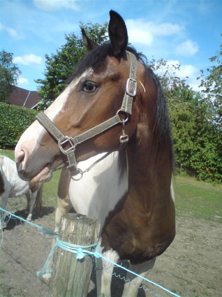 Anden særlig race konano *SOLGT* billede 2