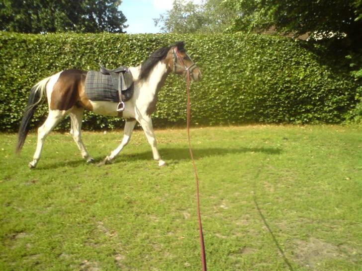 Anden særlig race konano *SOLGT* billede 3