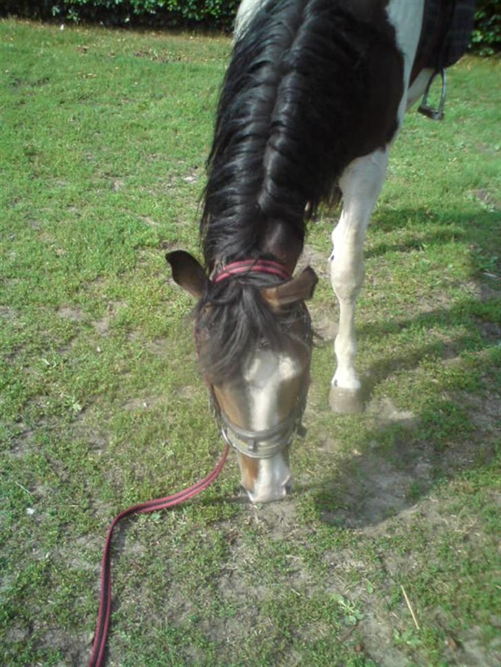 Anden særlig race konano *SOLGT* billede 4