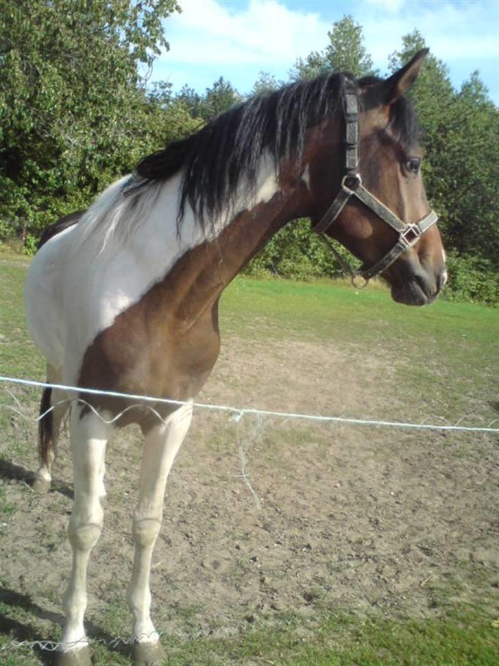 Anden særlig race konano *SOLGT* billede 5