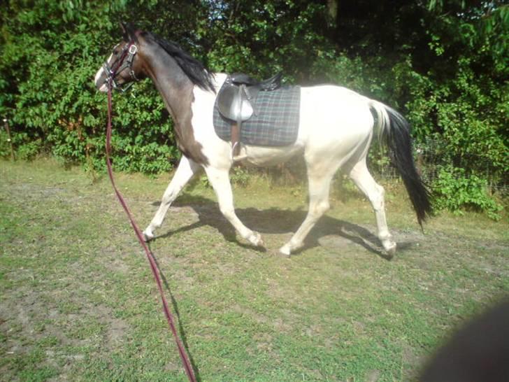 Anden særlig race konano *SOLGT* billede 6