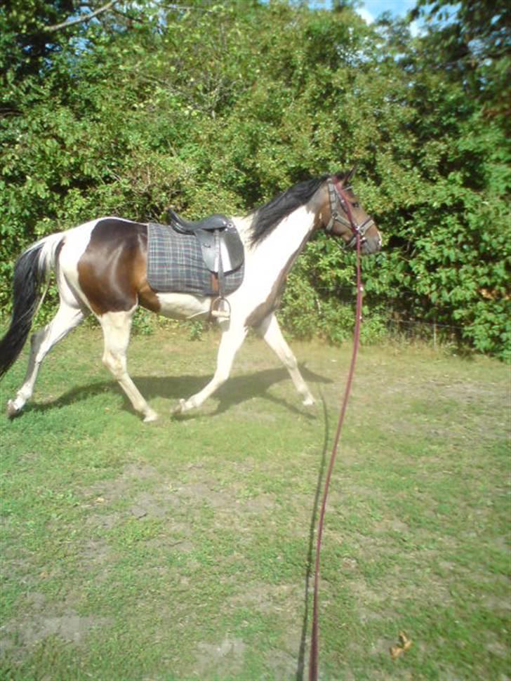 Anden særlig race konano *SOLGT* billede 7