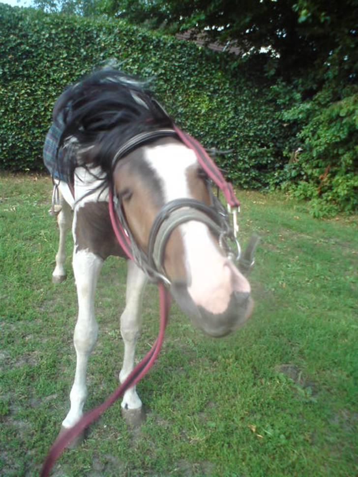 Anden særlig race konano *SOLGT* - ryste`ryste :p billede 8